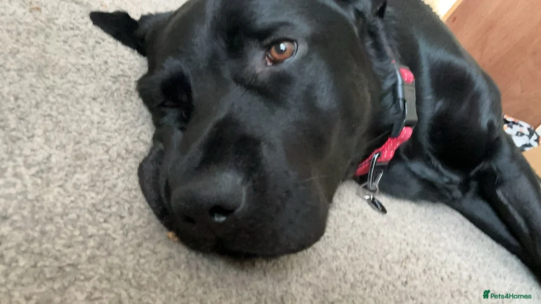 Labrador Retriever dogs for sale: Our Lab Milo in Aberystwyth - Advert 2