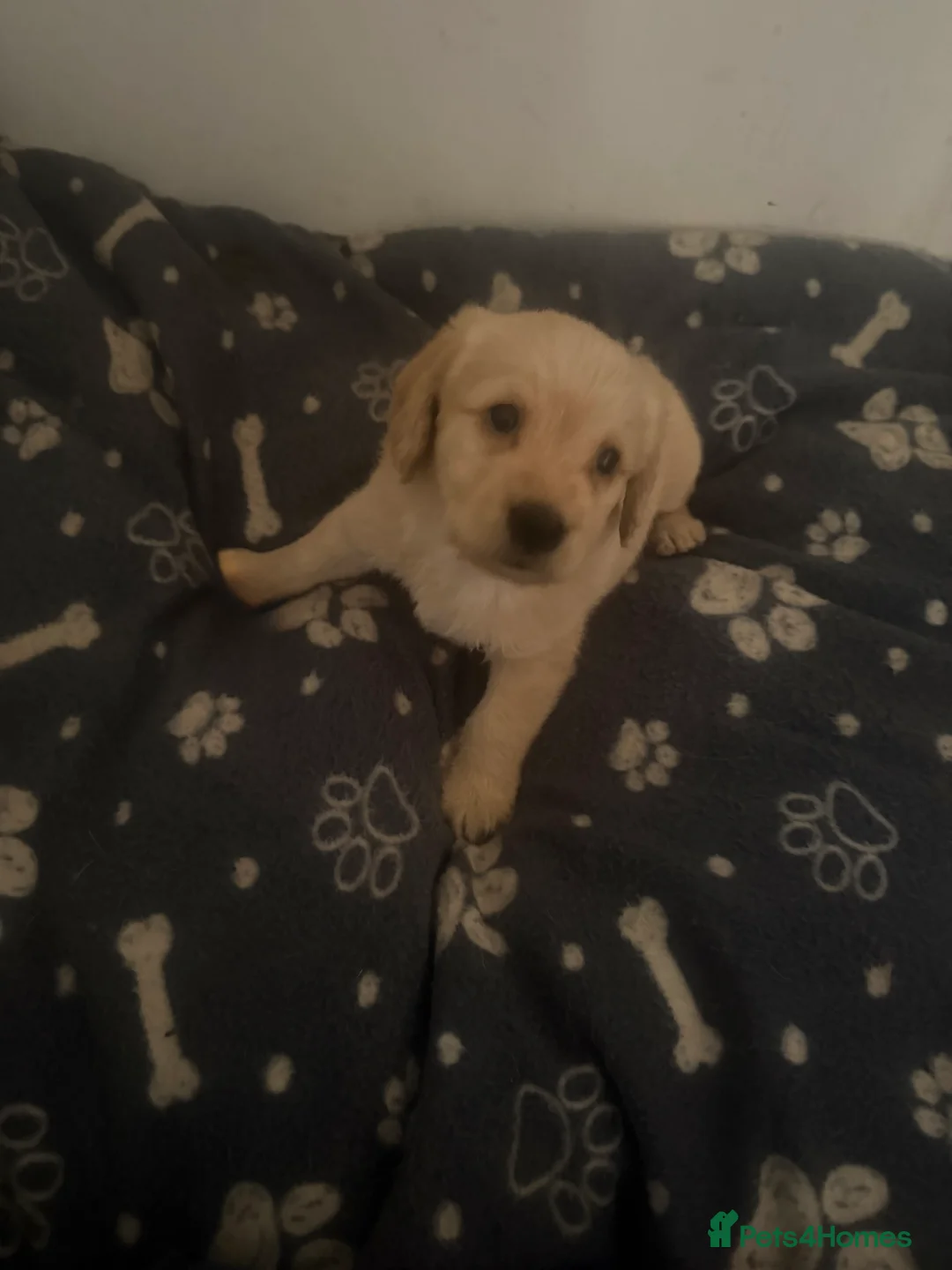 Mixed Breed dogs for sale: Cockapoo crossed Labrador puppies  in Romsey - Advert 3