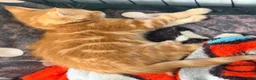 Mixed Breed cats for sale: Maine Coon X British shorthair  - Advert 14