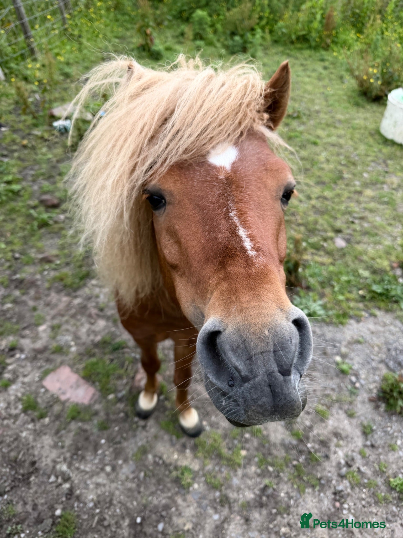 Miniature horses American miniature chestnut stallion  - Advert 1