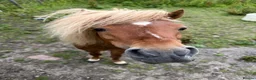 Miniature horses for sale: American miniature chestnut stallion  in Rochdale - Advert 1