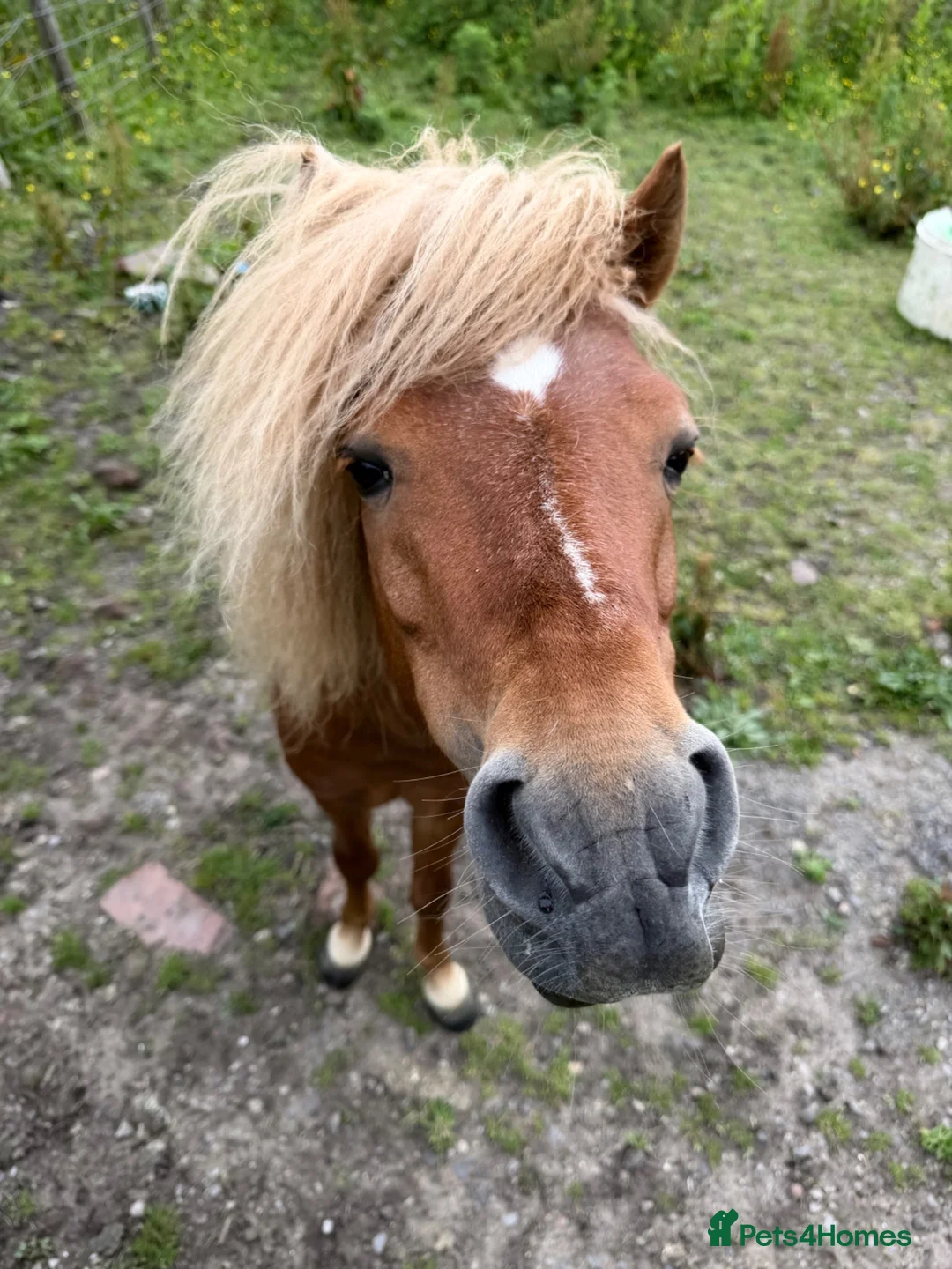 Miniature horses for sale: American miniature chestnut stallion  in Rochdale - Advert 1