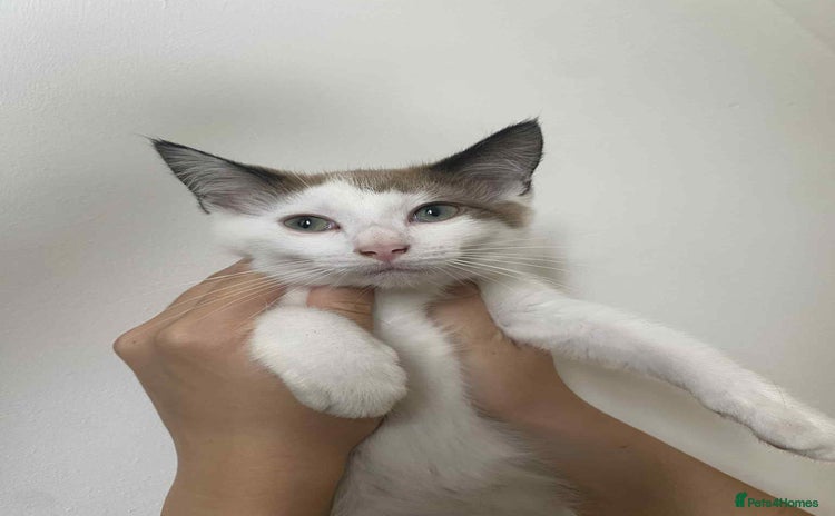 Snowshoe cats - Advert 1