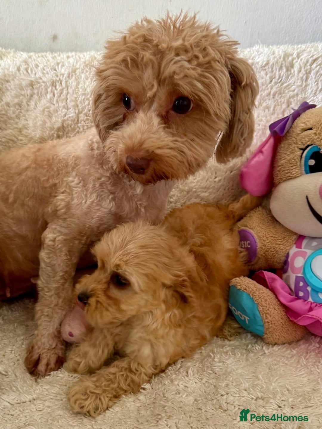 Maltipoo dogs for sale: OUTSTANDING LITTER OF MALTIPOO PUPPIES - Image 8