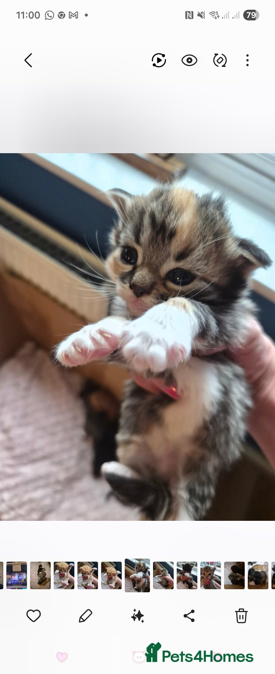 Mixed Breed cats Beautiful kittens, I have both parents - Advert 3