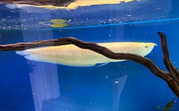 Cichlids fish for sale: Albino Arowana - Image 1
