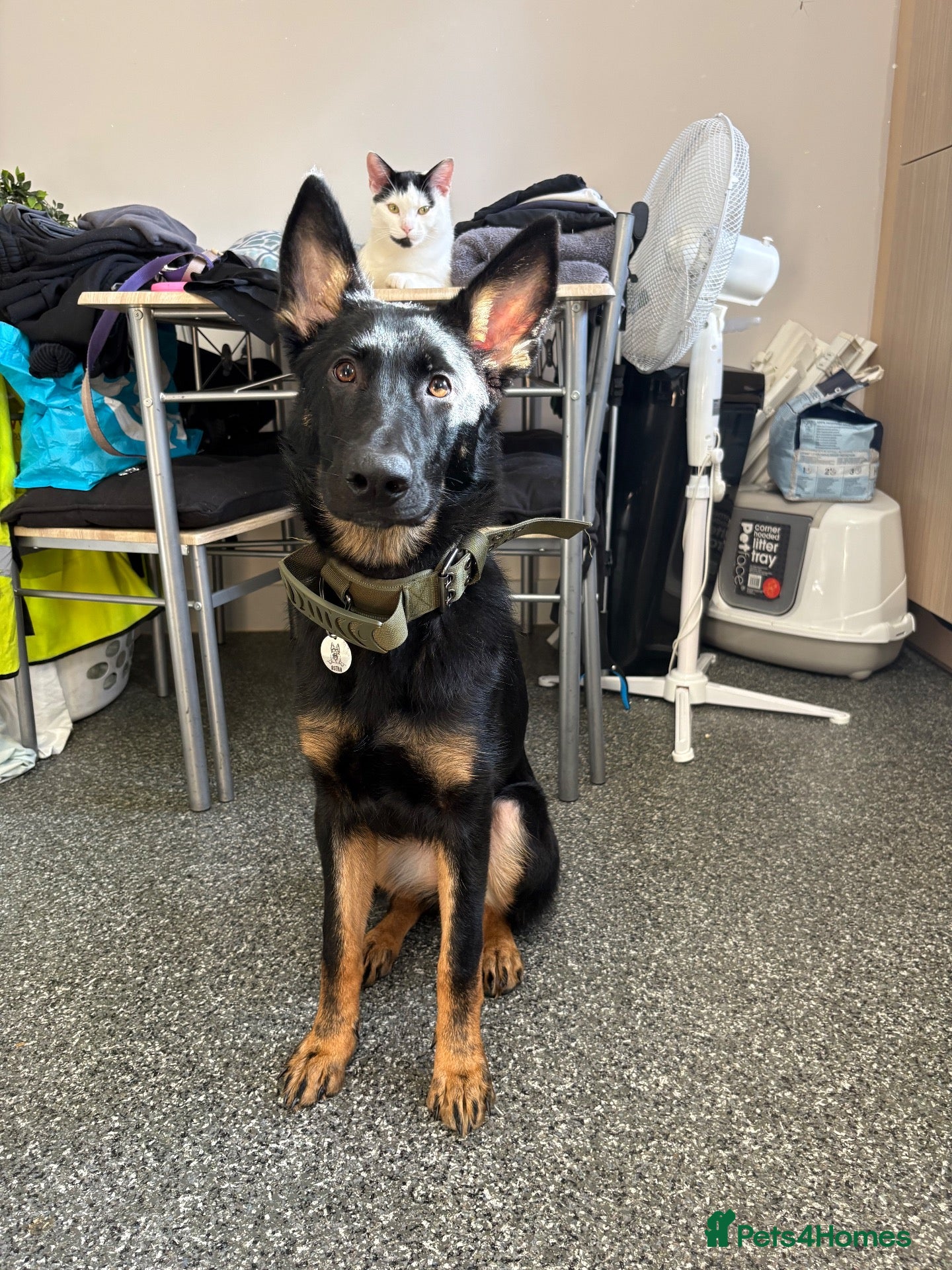 German Shepherd dogs 🐾 BEAUTIFUL ASTRA — 8 MONTH OLD GERMAN SHEPHERD  - Advert 9
