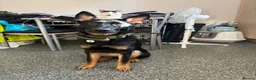 German Shepherd dogs for sale: 🐾 BEAUTIFUL ASTRA — 8 MONTH OLD GERMAN SHEPHERD  - Advert 1