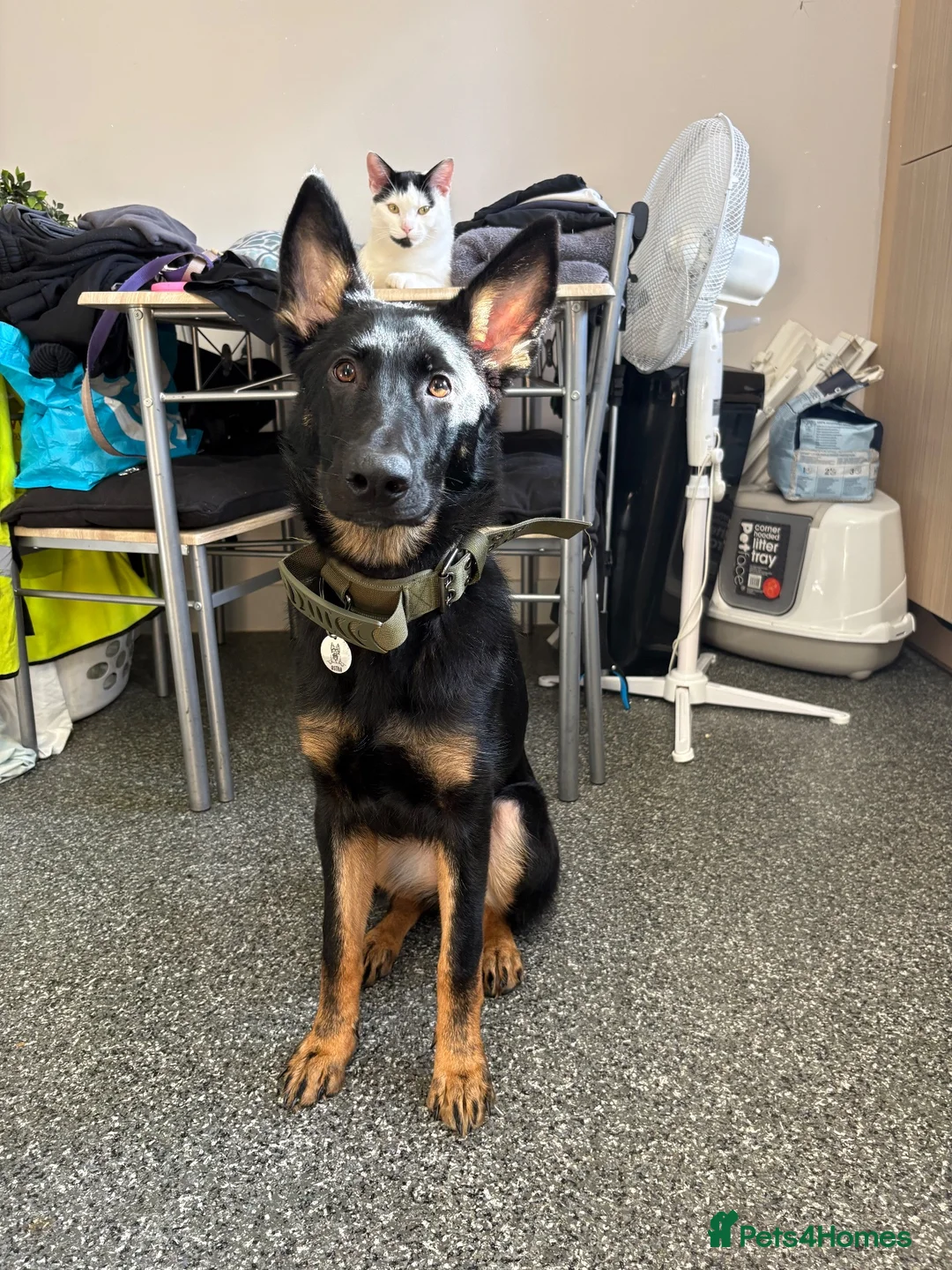 German Shepherd dogs for sale: 🐾 BEAUTIFUL ASTRA — 8 MONTH OLD GERMAN SHEPHERD  - Advert 1