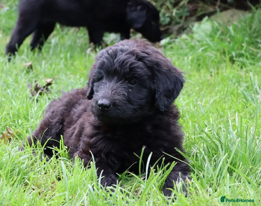 Labradoodle dogs for sale: F3 Labradoodle Puppies Licenced Breeder - Image 11
