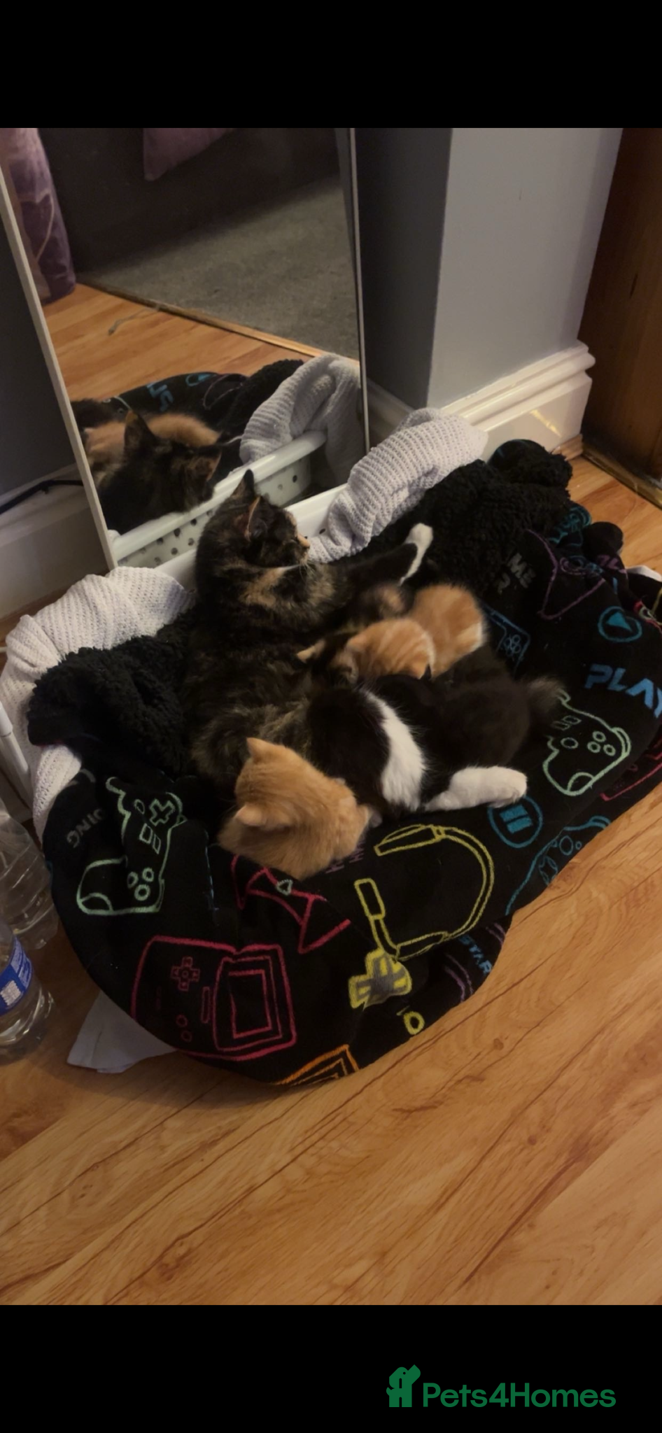 British Shorthair cats 1 kitten for sale  - Advert 1