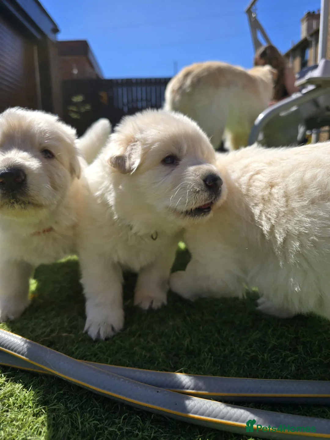 German Shepherd dogs for sale: This is a presale post for now  - Advert 2