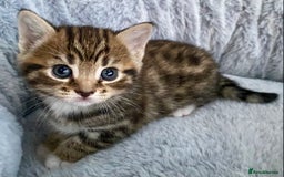 Mixed Breed cats for sale: Amazing, beautiful girl looking for home💕💕 - Image 6