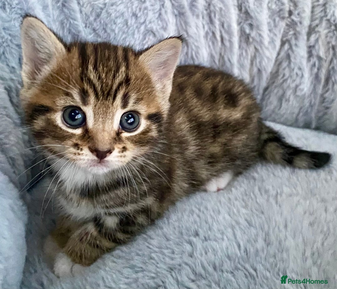Mixed Breed cats for sale: Amazing, beautiful girl looking for home💕💕 - Image 6