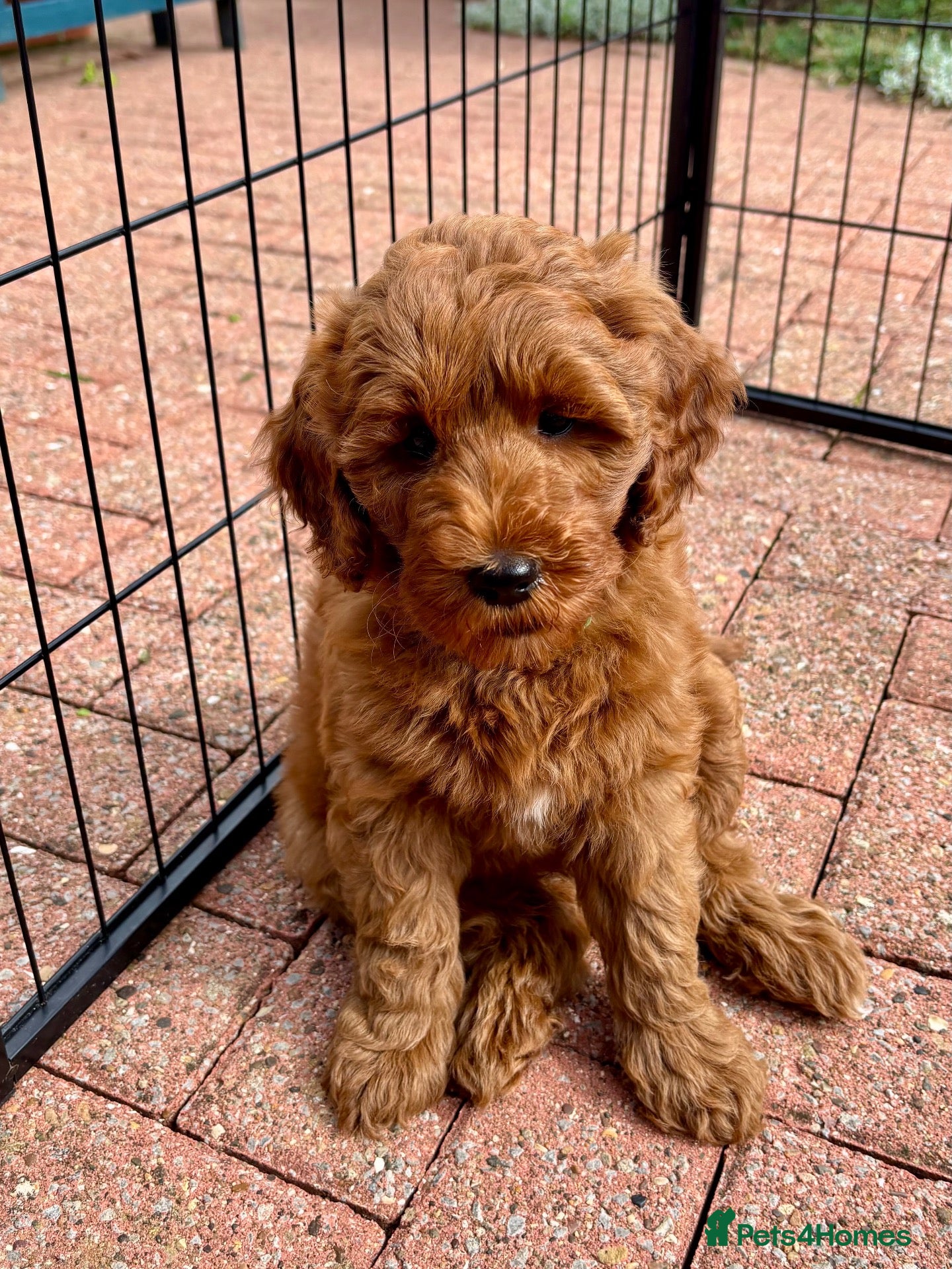 Australian Labradoodle dogs Australian Mini Double Doodle Multigen puppies. - Advert 5