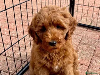 Australian Labradoodle dogs Australian Mini Double Doodle Multigen puppies. - Advert 5