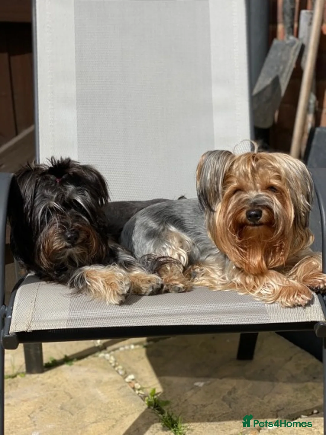 Yorkshire Terrier dogs for stud: Black yorkie for stud in Merthyr Tydfil - Advert 7