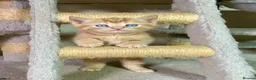 Mixed Breed cats for sale: 2 Gorgeous Ginger Male Kittens - Advert 20