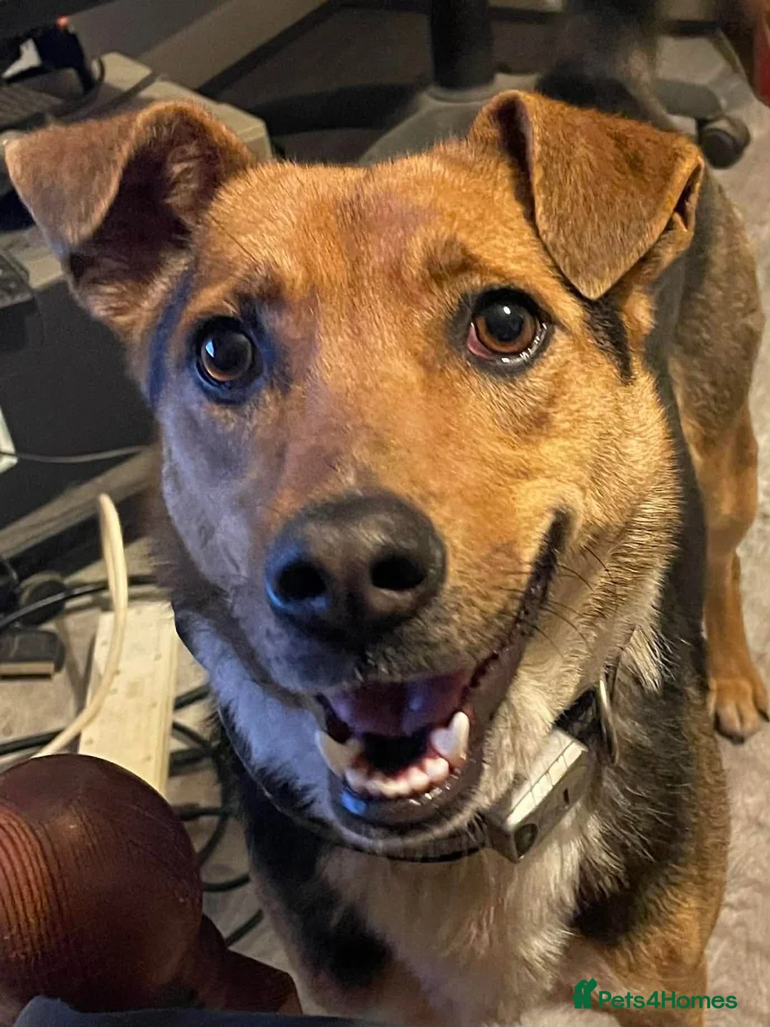 Mixed Breed dogs for adoption: Super mum Rhea in North Shields - Advert 1