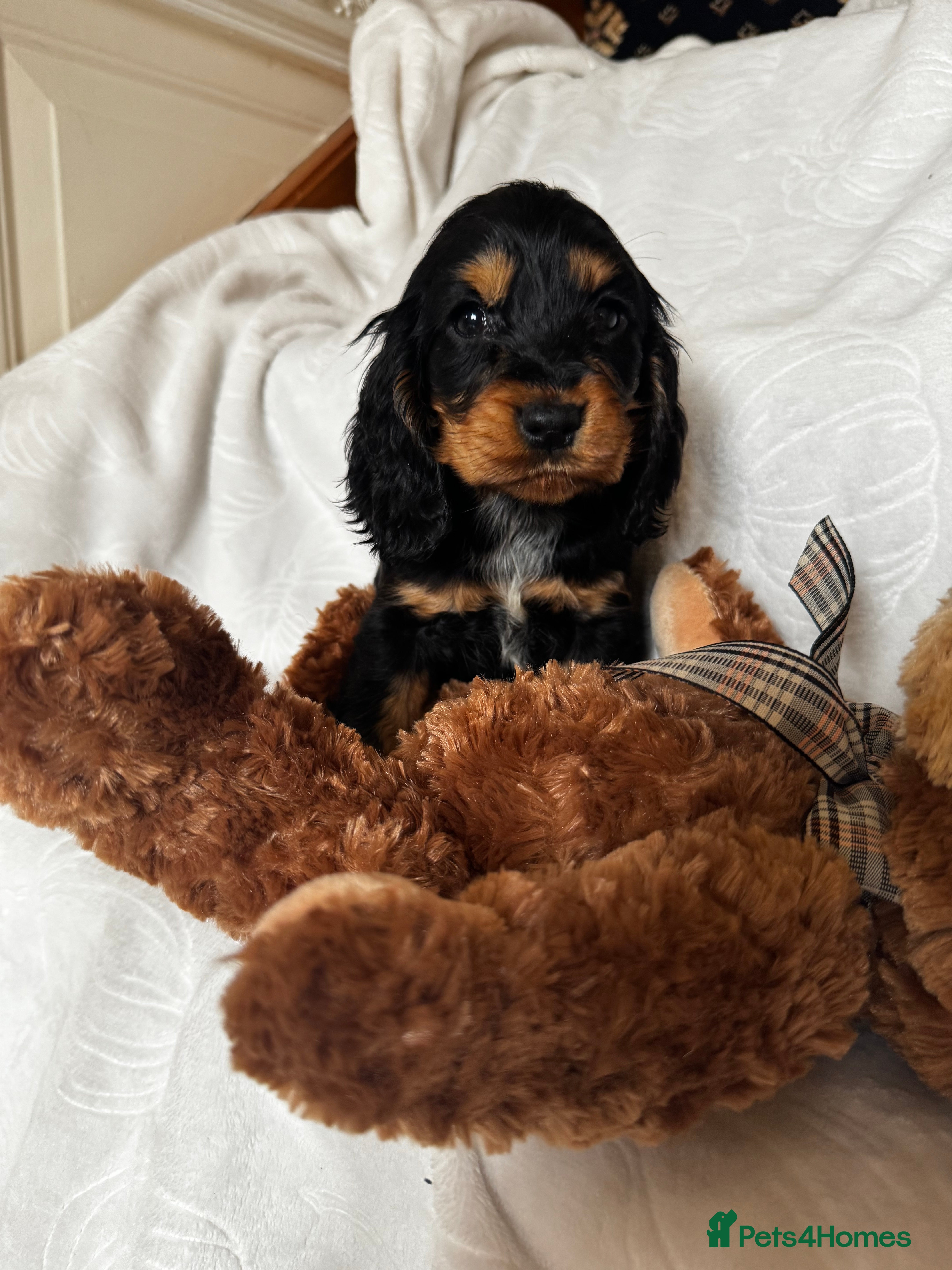 Cocker Spaniel dogs for sale: Show type cocker spaniels  - Advert 2