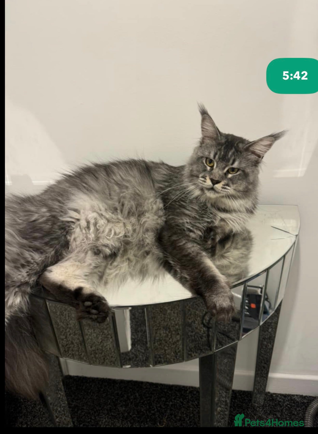 Maine Coon cats G mainecoon babies  - Advert 1