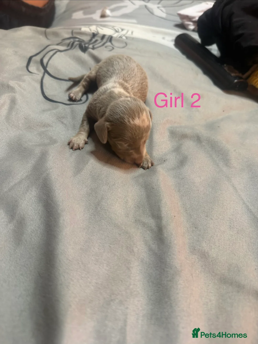 Miniature Dachshund dogs for sale: Miniature daschund puppies - Advert 2