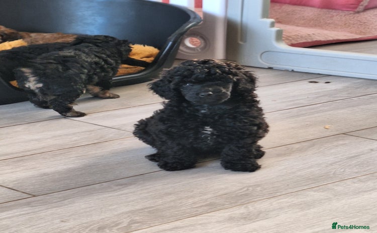 Miniature Poodle dogs - Advert 4