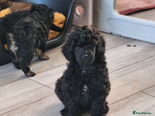 Miniature Poodle dogs - Advert 8