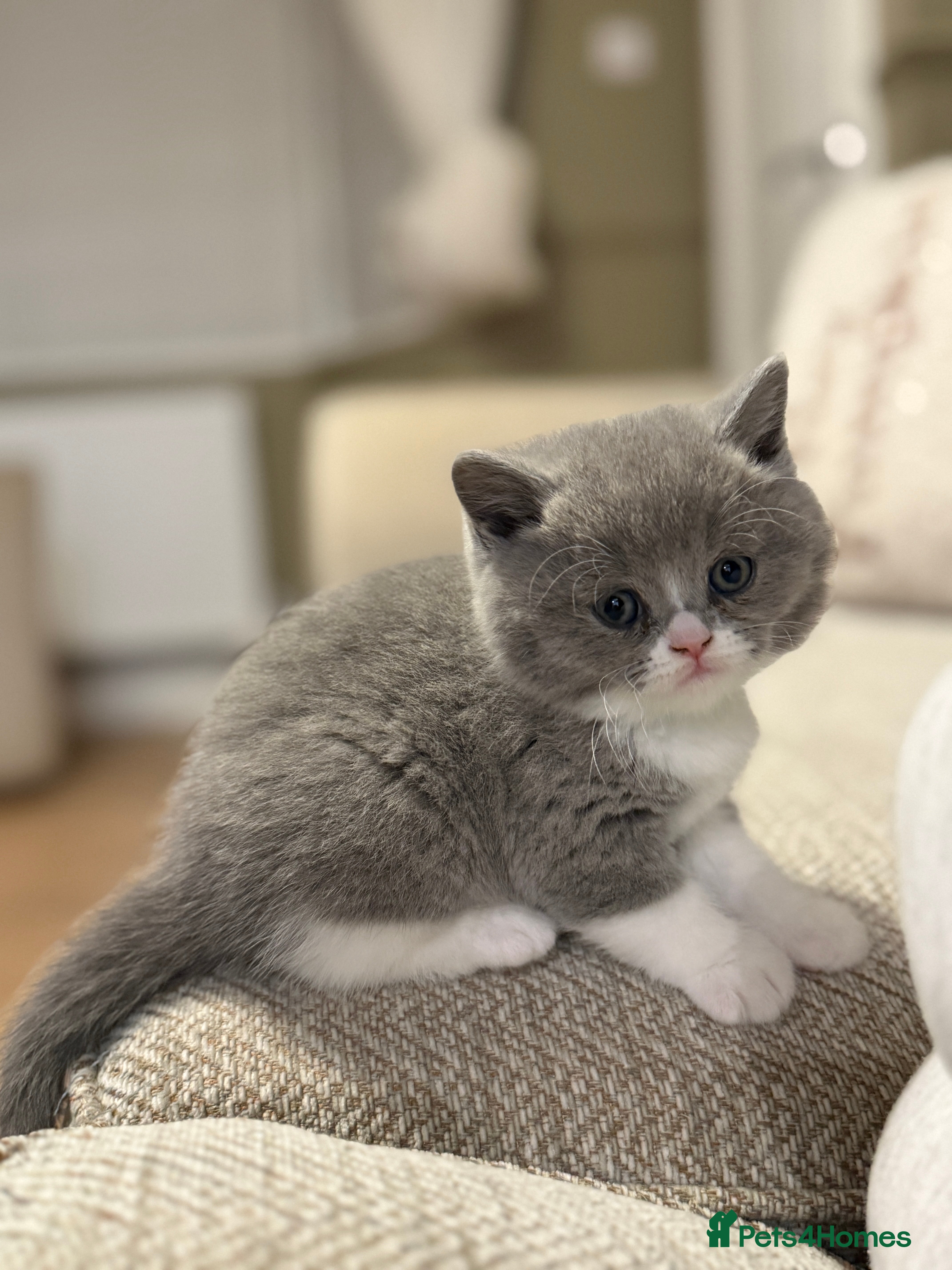 British Shorthair cats 5 chunky British shorthair kittens for sale  - Advert 12