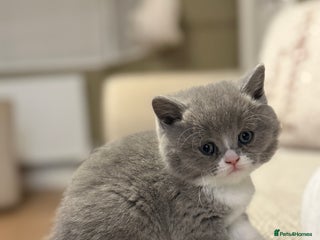 British Shorthair cats 5 chunky British shorthair kittens for sale - Advert 12
