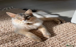 Somali cats for sale: Usual Silver Somali 7 month male kitten - Image 2