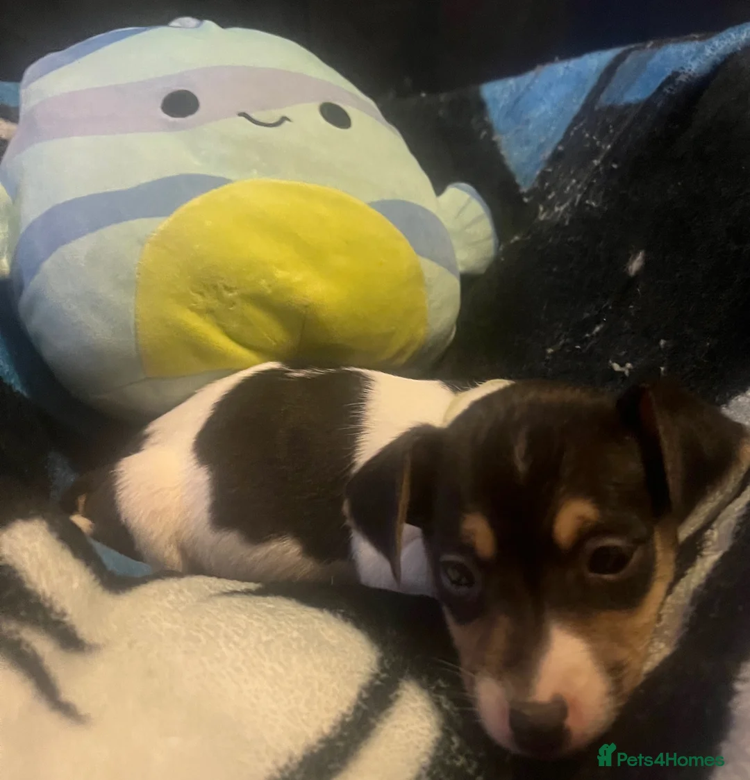 Jack Russell dogs for sale: Miniature rare natural bobtailed jack Russells - Advert 39