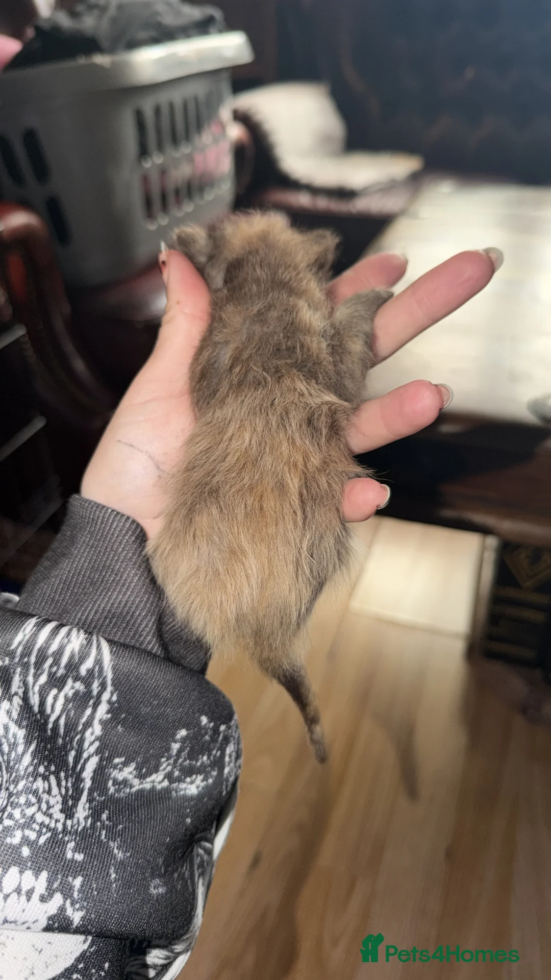 Mixed Breed cats for sale: Bengal x Maine x ragdoll - Advert 5