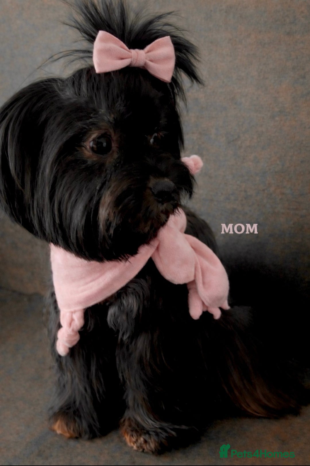 Yorkshire Terrier dogs for sale: ❀ Miniature Yorkshire Terriers – 4 Girls  ❀ - Advert 11