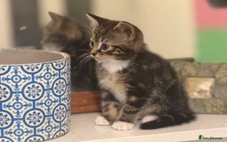 Mixed Breed cats for sale: Ready Now- Black and Tabby kittens, super friendly - Image 2