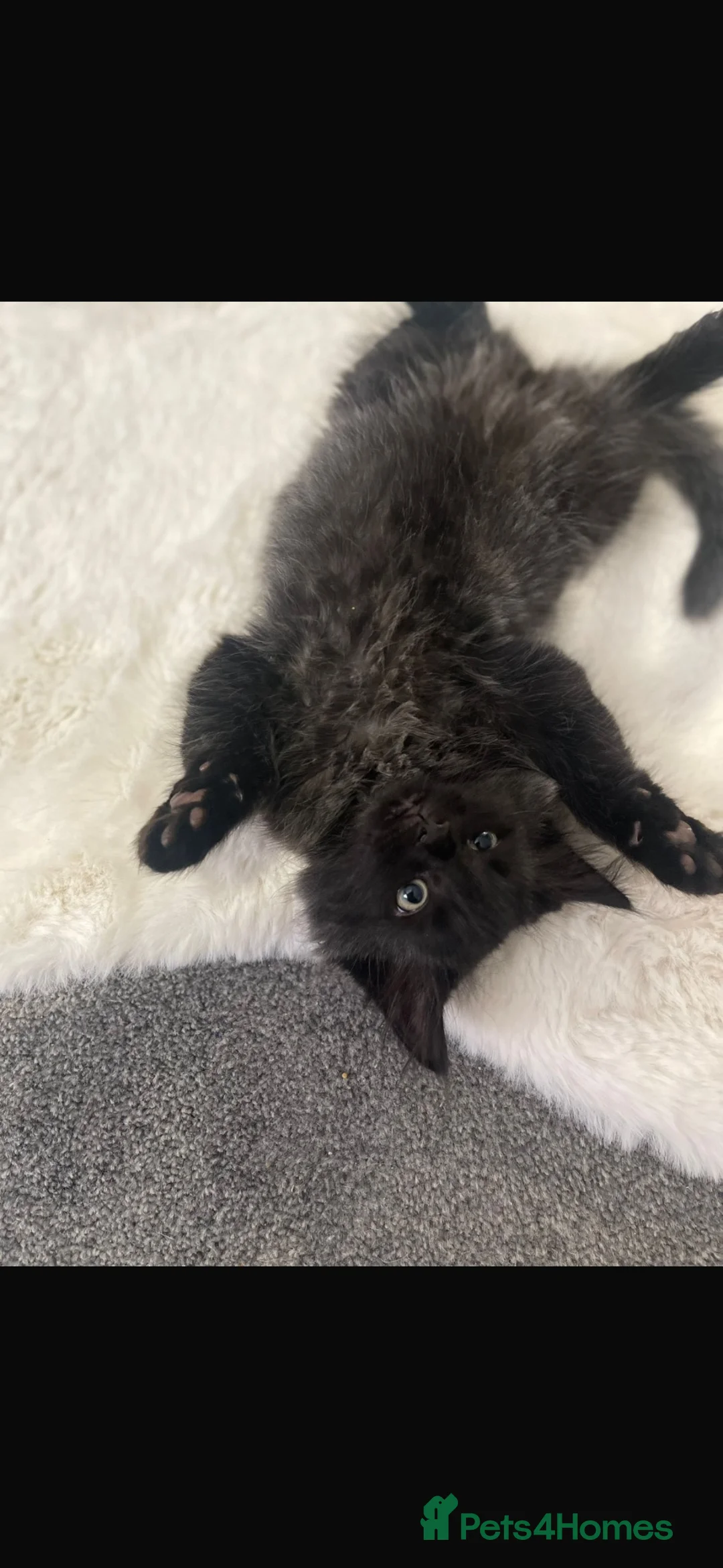 Ragdoll cats for sale: Ragdoll x tuxedo  - Advert 2