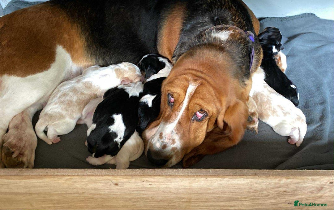 Basset Hound dogs for sale: Basset hound puppies Ready to Leave Now - Image 3
