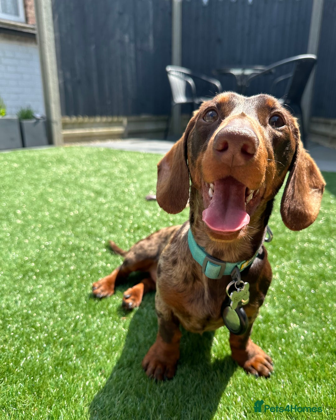 Miniature Dachshund dogs for sale: Otto  - Advert 12