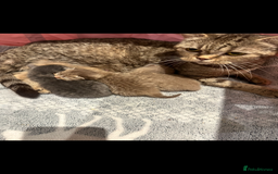 British Shorthair cats for sale: Adorable British shorthaired Kittens  - Image 7