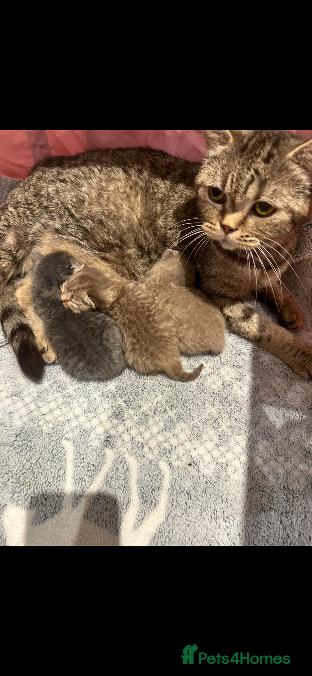 British Shorthair cats for sale: Adorable British shorthaired Kittens  - Image 7