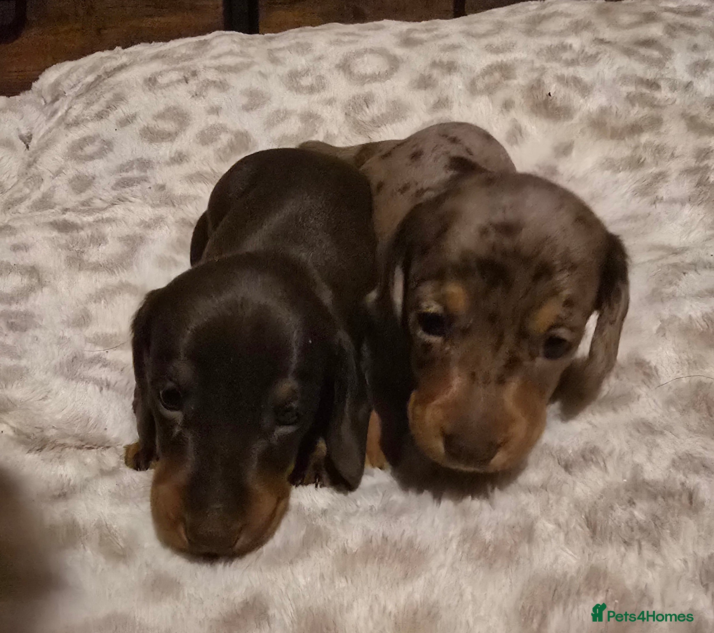 Miniature Dachshund dogs Kc reg miniature dachshunds puppies  - Advert 2