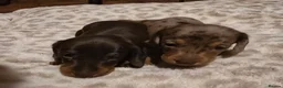 Miniature Dachshund dogs for sale: Kc reg miniature dachshunds puppies  - Advert 1
