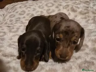 Miniature Dachshund dogs Kc reg miniature dachshunds puppies - Advert 1