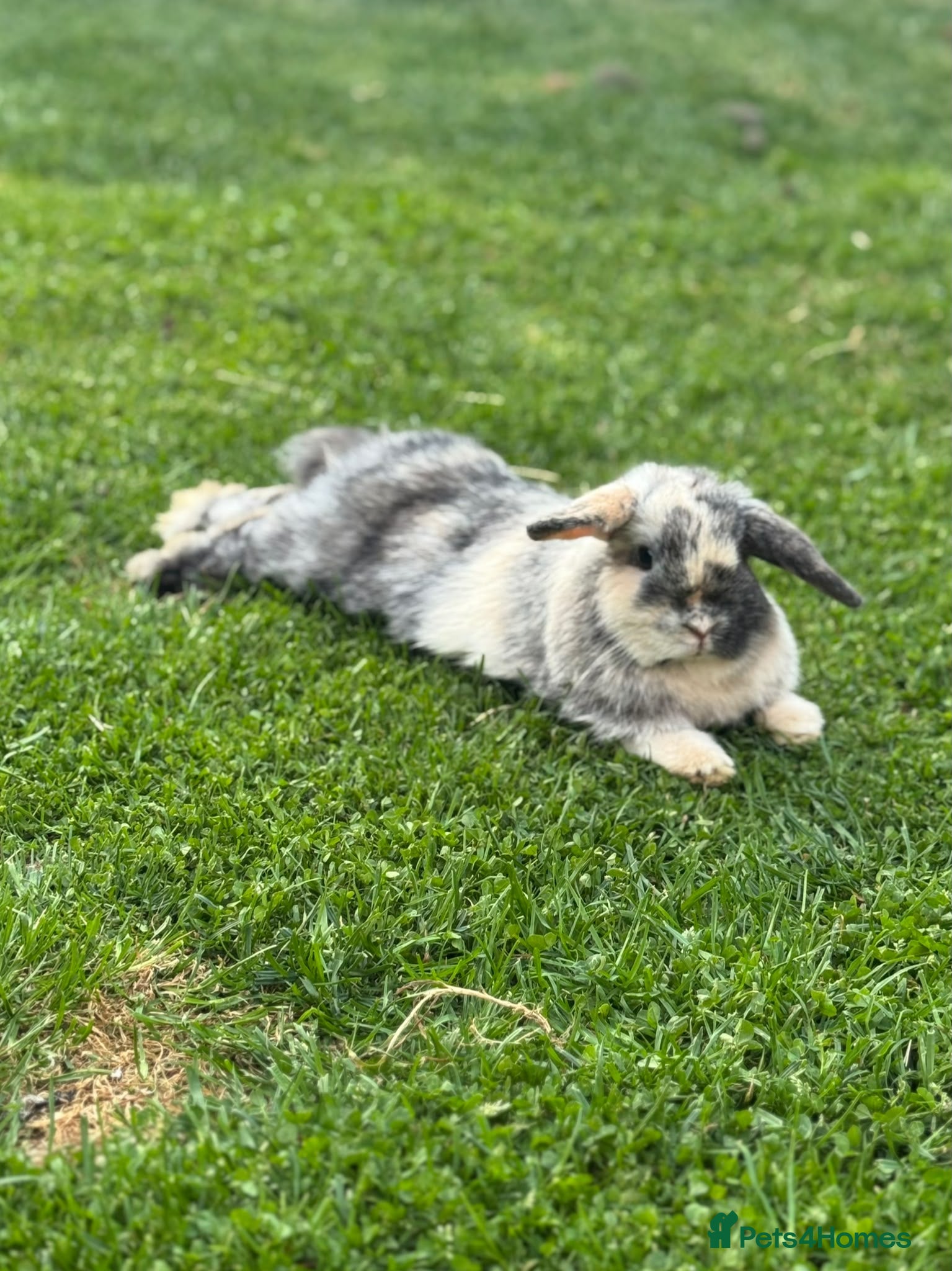 Mini Lop rabbits Mini lop - Advert 1