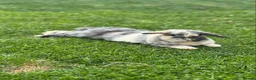 Mini Lop rabbits for sale: Mini lop - Advert 1