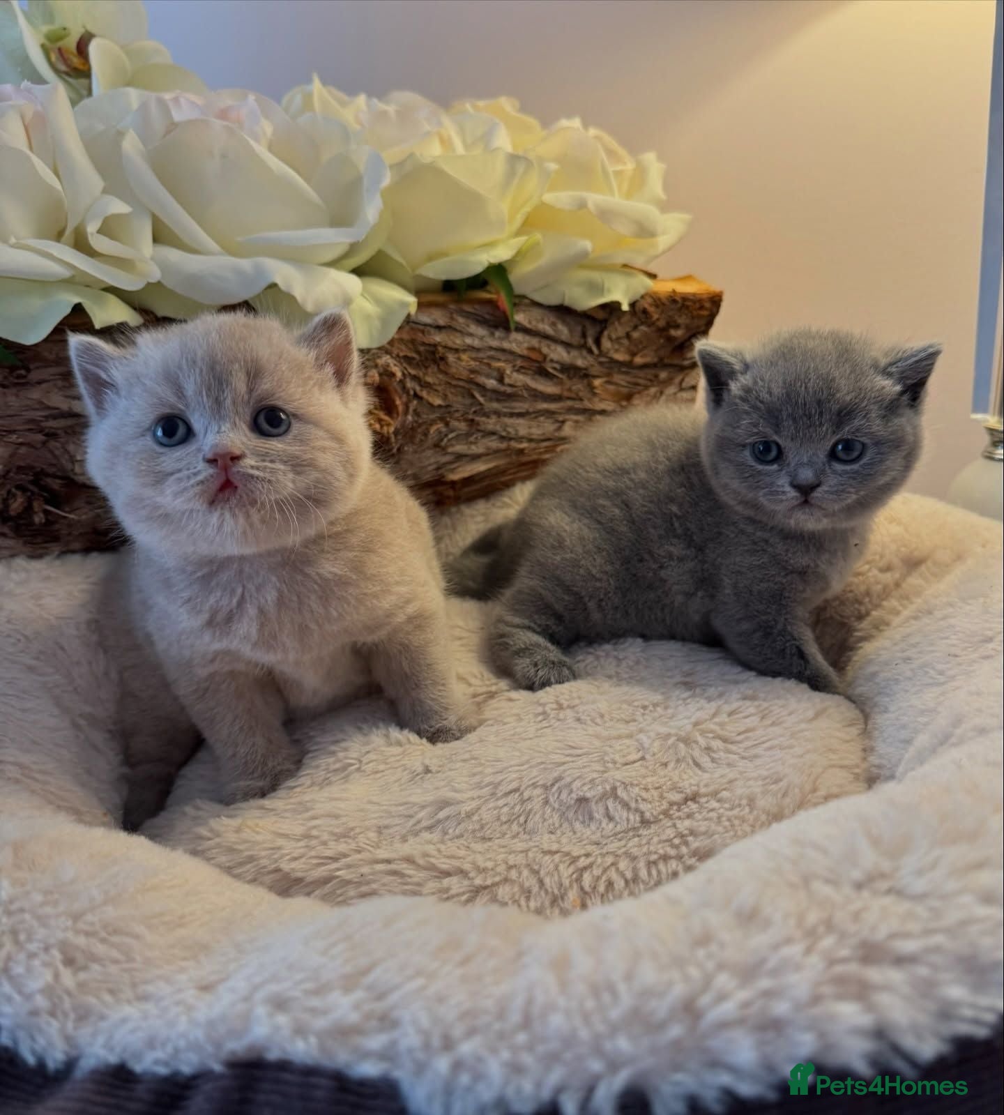 British Shorthair cats Quality British Shorthair Kittens for Sale - Advert 17