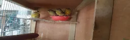 Canaries birds for sale: Gloster Canary Girls  - Advert 3