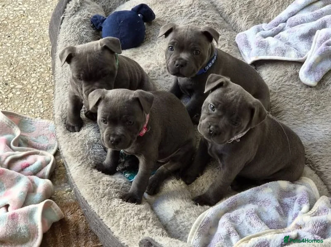 Staffordshire Bull Terrier dogs for sale: znmsmwsax Blue Staffys for sweet homes in Salisbury - Advert 1