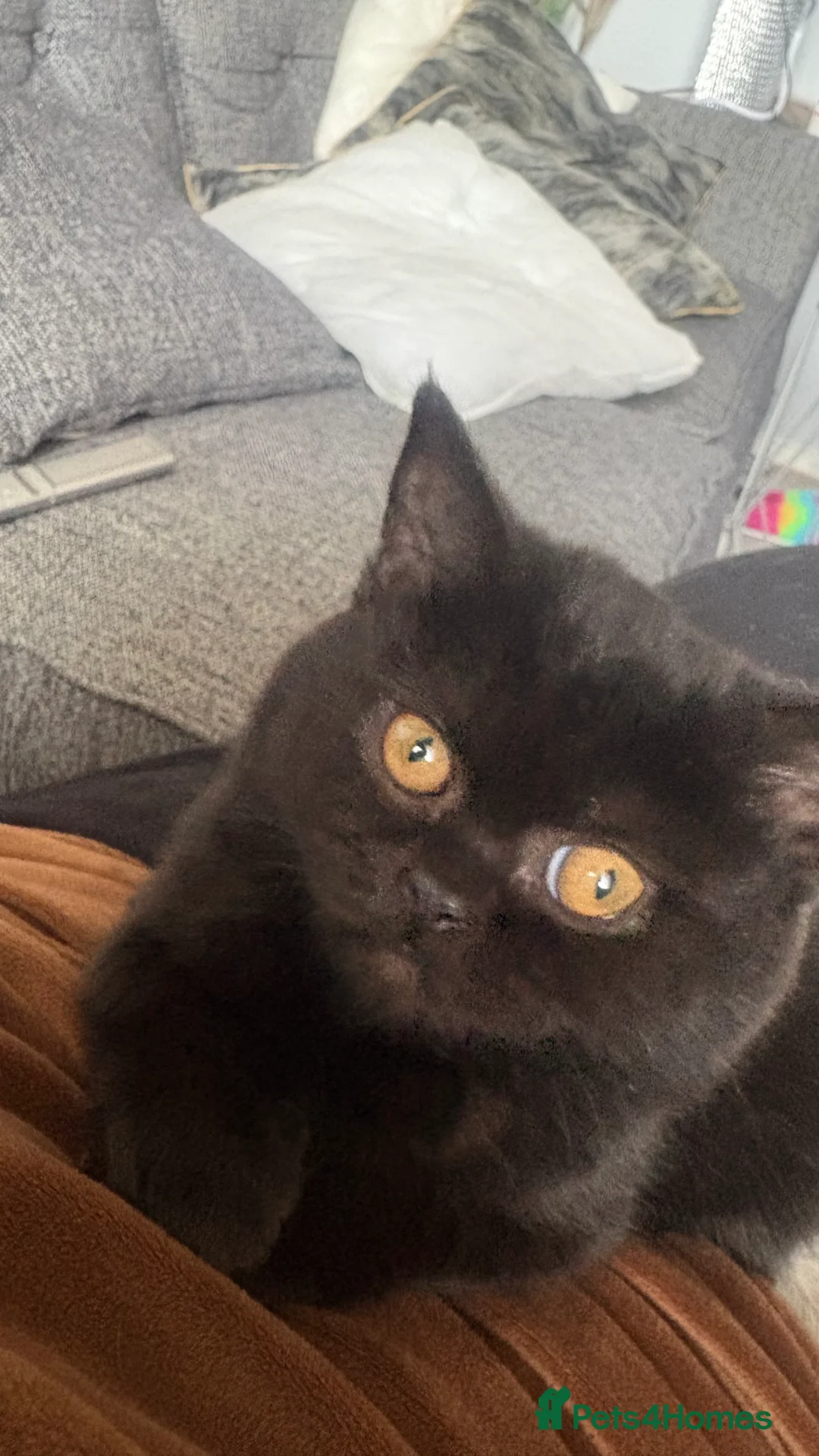 British Shorthair cats for sale: GCCF Registered 5 Generation British Shorthair - Advert 2