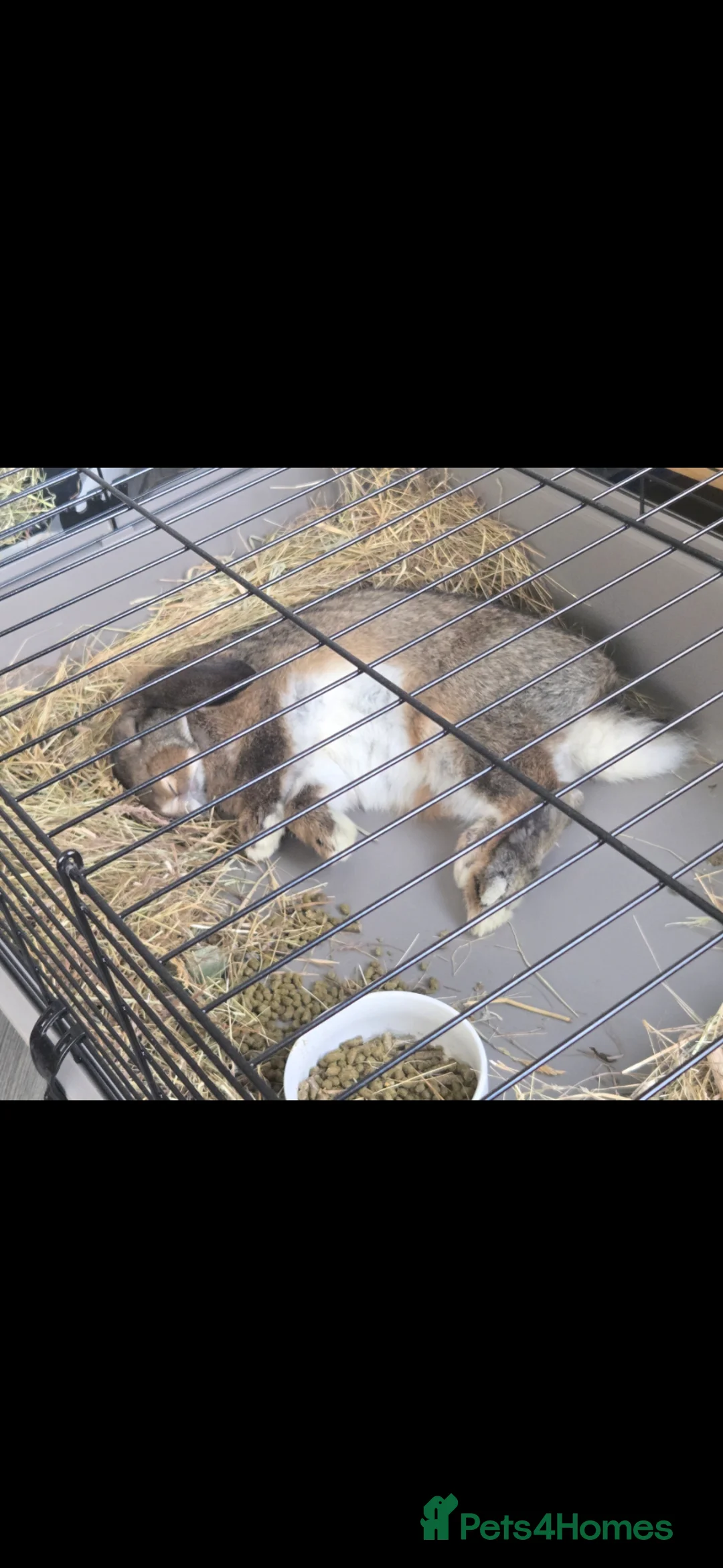 French Lop rabbits for sale: Austin the French lop 💙 - Advert 2